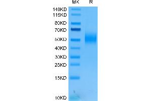 2B4 Protein (AA 22-221) (His tag)