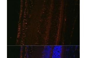 Immunofluorescence analysis of Mouse eye using LOXL1 Polyclonal Antibody at dilution of 1:100 (40x lens). (LOXL1 antibody)