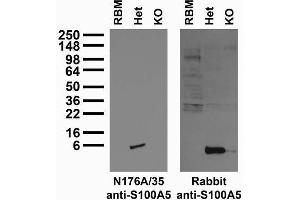 Immunoblot versus adult rat brain membranes (RBM) and whole brain homogenates from S100A5-tauGFP (targeted deletion of S100A5 and replaced with coding region of tau fused to GFP) heterozygote (Het) and KO mice and probed with N176A/35 TC supe (left) and rabbit anti-S100A5 antibody (right).