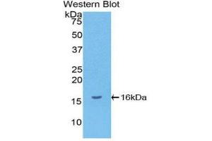 Western Blotting (WB) image for anti-gamma-Interferon-Induced Monokine (CXCL9) (AA 23-125) antibody (ABIN5662055) (CXCL9 antibody  (AA 23-125))