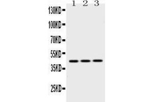 Western blot analysis of EBP1 expression in rat liver extract ( Lane 1), NIH3T3 whole cell lysates ( Lane 2) and HEPG2 whole cell lysates ( Lane 3). (PA2G4 antibody  (C-Term))