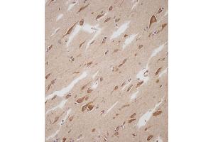 Immunohistochemical analysis of C on paraffin-embedded Human brain tissue. (Prolactin antibody  (AA 48-76))