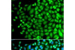 Immunofluorescence (IF) image for anti-Suppressor of Ty 20 Homolog (SUPT20H) antibody (ABIN7011752)