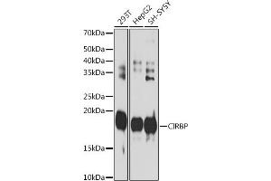 Western blot analysis of extracts of various cell lines, using CIRBP antibody (ABIN7266452) at 1:1000 dilution. (CIRBP antibody)