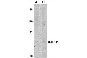 Western blot analysis of JPH1 in 293 cell lysate with this product at (A) 1 and (B) 2 μg/ml.