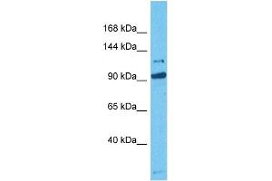 Western Blotting (WB) image for anti-MORC Family CW-Type Zinc Finger 3 (MORC3) (C-Term) antibody (ABIN5517173)