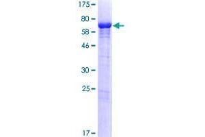 POLR2M Protein (AA 1-368) (GST tag)