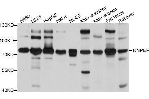 Western blot analysis of extracts of various cells, using RNPEP antibody. (RNPEP antibody)