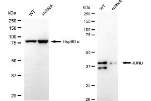 Western blotting analysis using JunD antibody (ABIN7799143).