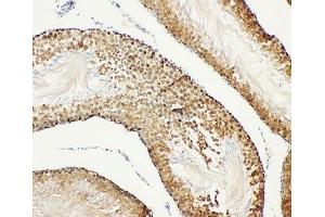 IHC-P: Bub3 antibody testing of rat testis tissue (BUB3 antibody  (Middle Region))