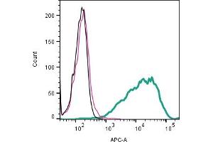 anti-Glutamate Receptor, Ionotropic, N-Methyl D-Aspartate 2a (GRIN2A) (AA 41-53), (Extracellular) antibody