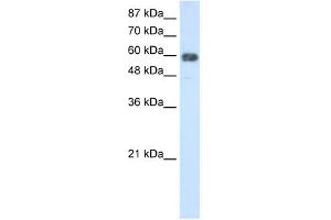 TROVE2 antibody used at 2. (TROVE2 antibody  (N-Term))