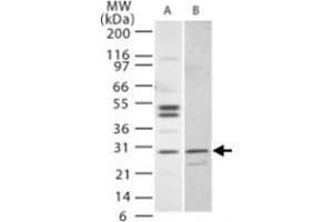 Western blot analysis of IL27 in (A) Jurkat and (B) NIH/3T3 cells.