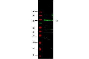 Western blot using  affinity purified anti-FBOX9 antibody shows detection of a band at ~100 kDa (arrowhead) believed to correspond to FBOX9 present in a MCF7 whole cell lysate (lane 1). (FBXO9 antibody  (AA 431-447))