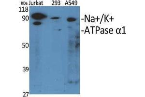 Western Blot (WB) analysis of specific cells using Na+/K+-ATPase alpha1 Polyclonal Antibody.