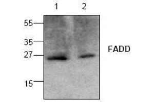 Image no. 1 for anti-Fas (TNFRSF6)-Associated Via Death Domain (FADD) antibody (ABIN126986) (FADD antibody)
