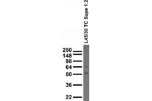 Adult whole rat brain homogenate immunoblot. (CADM1 antibody  (AA 257-388))