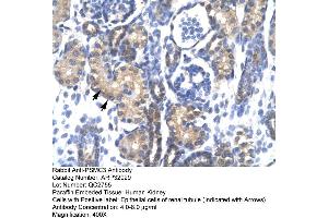 Human kidney (PSMC3 antibody  (Middle Region))