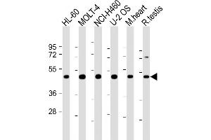 All lanes : Anti-LRRC34 Antibody (Center) at 1:2000 dilution Lane 1: HL-60 whole cell lysate Lane 2: MOLT-4 whole cell lysate Lane 3: NCI- whole cell lysate Lane 4: U-2 OS whole cell lysate Lane 5: mouse heart lysate Lane 6: rat testis lysate Lysates/proteins at 20 μg per lane. (LRRC34 antibody  (AA 154-182))