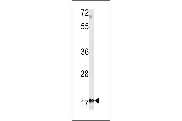 MFAP5 antibody  (C-Term)