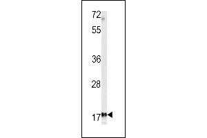 Western blot analysis of MF antibody (C-term) (ABIN391487 and ABIN2841455) in K562 cell line lysates (35 μg/lane). (MFAP5 antibody  (C-Term))