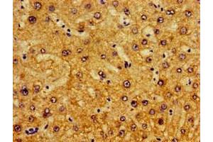 Immunohistochemistry of paraffin-embedded human liver tissue using ABIN7163461 at dilution of 1:100 (Pirin antibody  (AA 1-290))