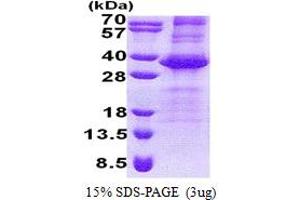 SDS-PAGE (SDS) image for Neuralized Homolog 2 (NEURL2) (AA 1-285) protein (His tag) (ABIN7280413) (NEURL2 Protein (AA 1-285) (His tag))