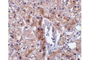 Immunohistochemical staining of human liver tissue using Casp12 small polyclonal antibody  at 10 ug/mL . (Caspase 12 antibody)