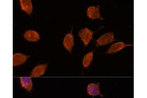 Immunofluorescence analysis of L929 cells using IPO8 Polyclonal Antibody at dilution of 1:100. (Importin 8 antibody)