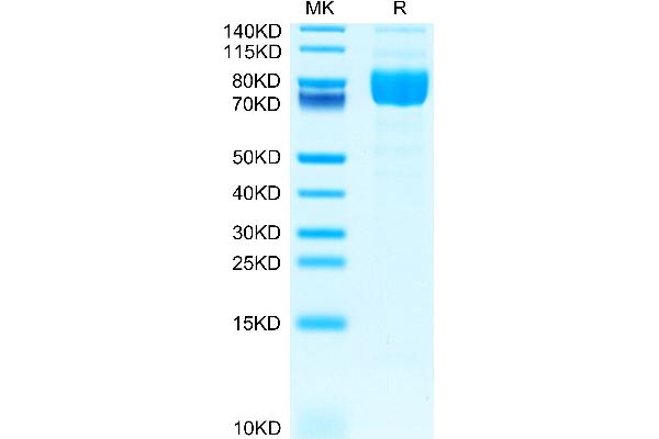 MAG Protein (AA 20-516) (His tag)