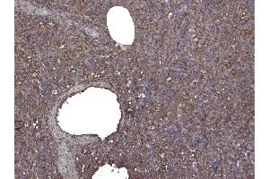 (ABIN184738) (4 μg/mL) staining of paraffin embedded Human Spleen.