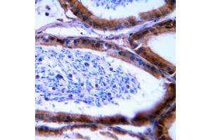 Immunohistochemical analysis of Granzyme B/H staining in human tonsil formalin fixed paraffin embedded tissue section. (Granzyme B/H (N-Term) antibody)