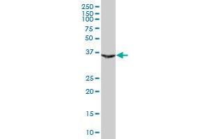 PAX9 MaxPab polyclonal antibody. (PAX9 antibody  (AA 1-341))