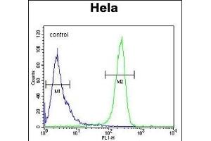 DTL Antibody (Center) (ABIN654926 and ABIN2844569) flow cytometric analysis of Hela cells (right histogram) compared to a negative control cell (left histogram).