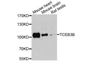 Western blot analysis of extracts of various cell lines, using TCEB3B antibody (ABIN5974931) at 1/1000 dilution. (TCEB3B antibody)