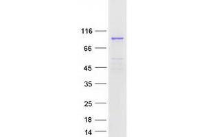 Validation with Western Blot (MSK2 Protein (Transcript Variant 1) (Myc-DYKDDDDK Tag))