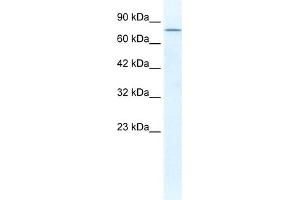 WB Suggested Anti-DDX23 Antibody Titration:  1.