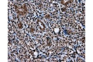 Immunohistochemical staining of paraffin-embedded Kidney tissue using anti-MCL1 mouse monoclonal antibody. (MCL-1 antibody)