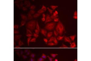 Immunofluorescence analysis of U2OS cells using XCL1 Polyclonal Antibody (XCL1 antibody)