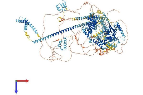 SMARCA2 Protein (AA 1-1577) (His tag)