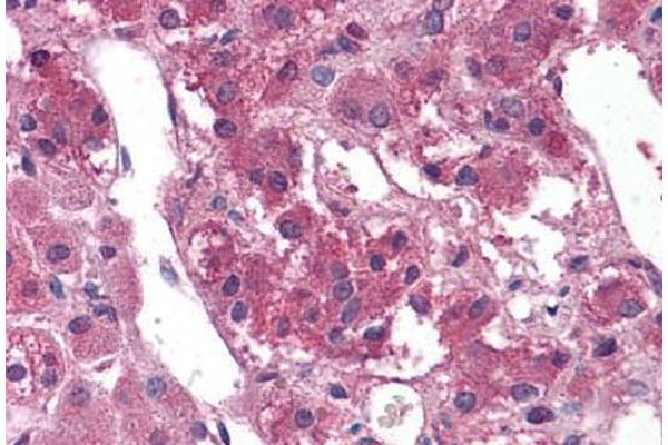 TM9SF1 antibody  (Internal Region)