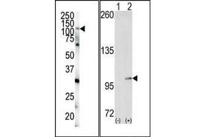 (LEFT)Western blot analysis of anti-EphA4 N-term Pab in HeLa cell lysate.