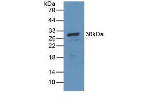 Western blot analysis of recombinant Dog CA2. (CA2 antibody)