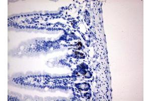 Immunohistochemistry (IHC) image for anti-Iododeoxyuridine (IdU) antibody (ABIN2669972) (IdU antibody)