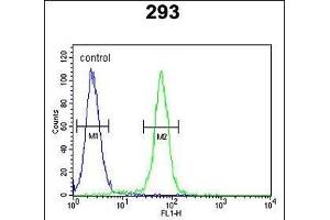 c-fos Antibody (C-term) (ABIN390510 and ABIN2840864) flow cytometric analysis of 293 cells (right histogram) compared to a negative control cell (left histogram). (c-FOS antibody  (C-Term))