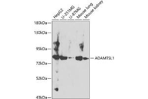 Western blot analysis of extracts of various cell lines, using  antibody (ABIN6129874, ABIN6136545, ABIN6136546 and ABIN6224099) at 1:400 dilution. (ADAMTSL1 antibody  (AA 1483-1762))