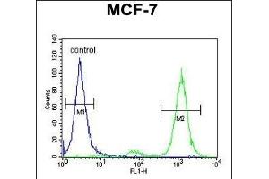 CNPY2 Antibody (C-term) (ABIN653911 and ABIN2843148) flow cytometric analysis of MCF-7 cells (right histogram) compared to a negative control cell (left histogram).