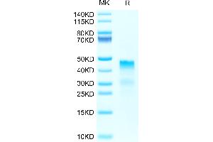 Biotinylated Human RGMa on Tris-Bis PAGE under reduced condition. (RGMA Protein (AA 48-422) (His-Avi Tag,Biotin))