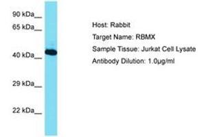 Image no. 1 for anti-RNA Binding Motif Protein, X-Linked (RBMX) (AA 210-259) antibody (ABIN6750464) (RBMX antibody  (AA 210-259))
