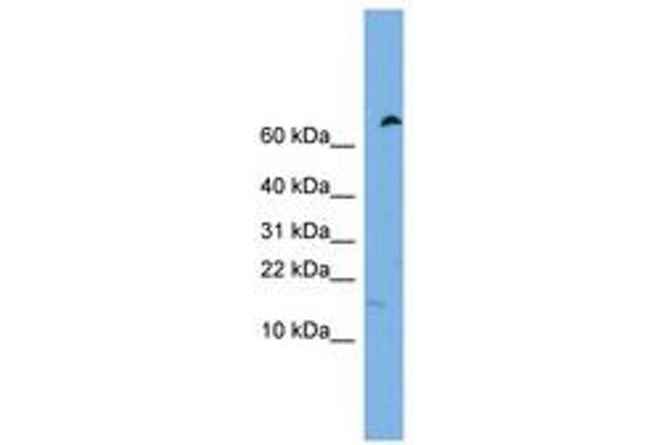 IFITM5 antibody  (C-Term)